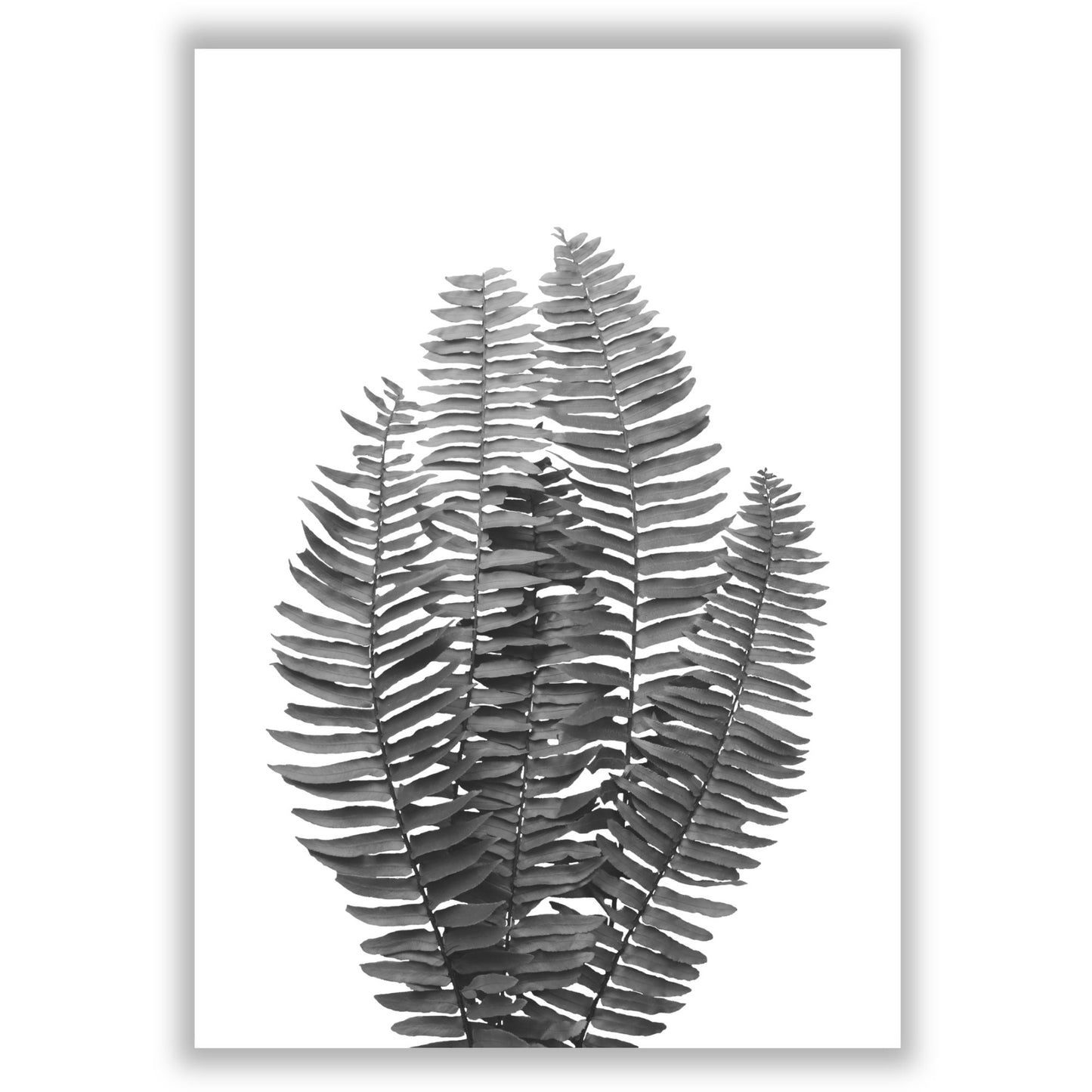 black-and-white-ferns print